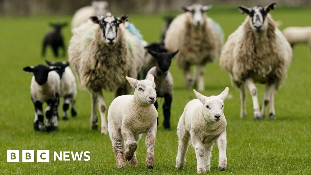 Bluetongue virus 'big issue' for South West farmers