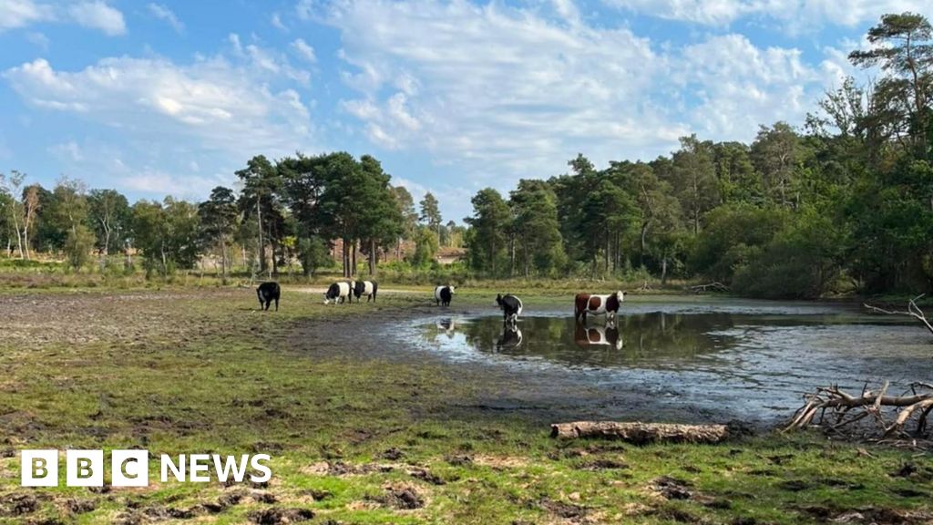 bbc.co.uk - Cash Murphy - Pond Farm on Wisley Common at 'lowest level' for 17 years