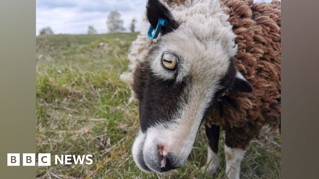 Barnack nature reserve's sheep put down after third dog attack 
