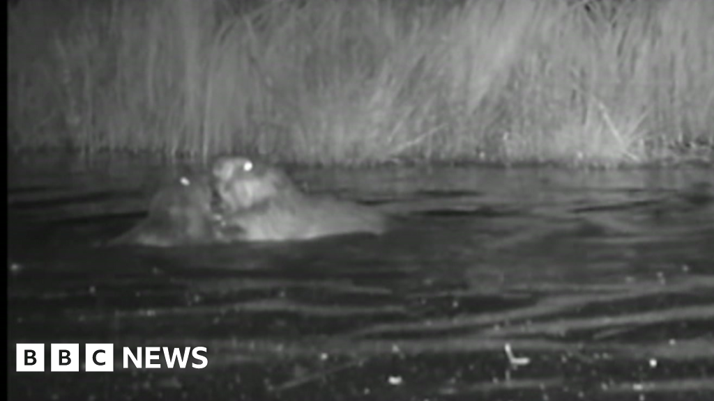 Ealing: First baby beavers born in urban London for 400 years