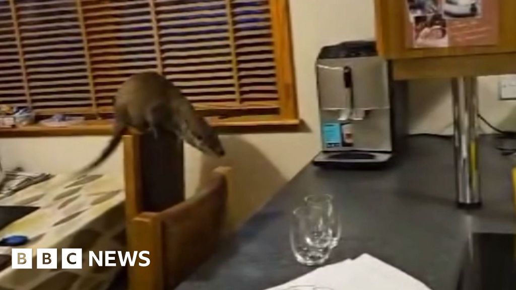 Otter chaos filmed in Shetland familys kitchen