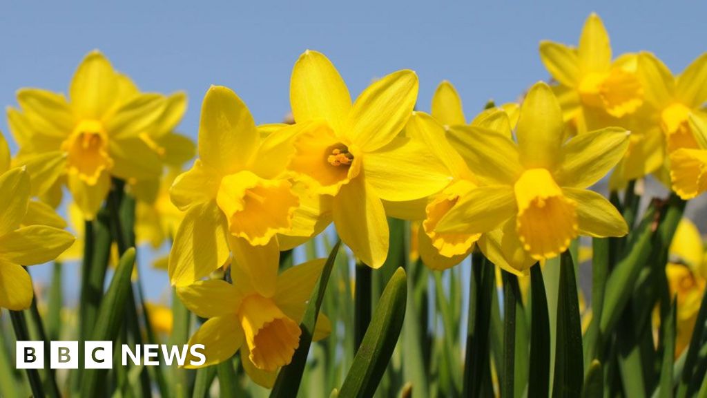 Hunt for rare daffodils that are feared lost