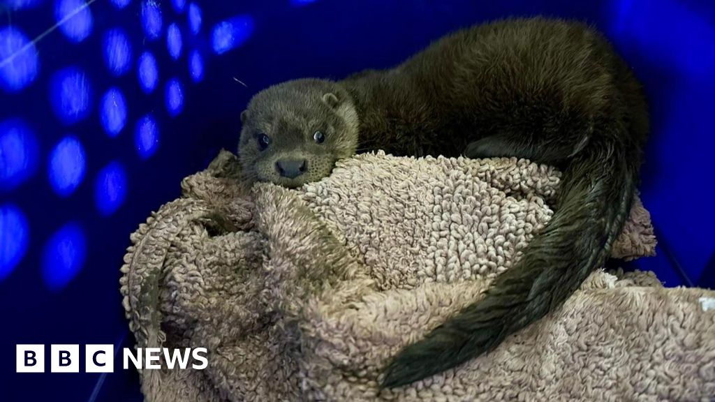 The curious Lincolnshire case of a trapped otter and a sleepy fox