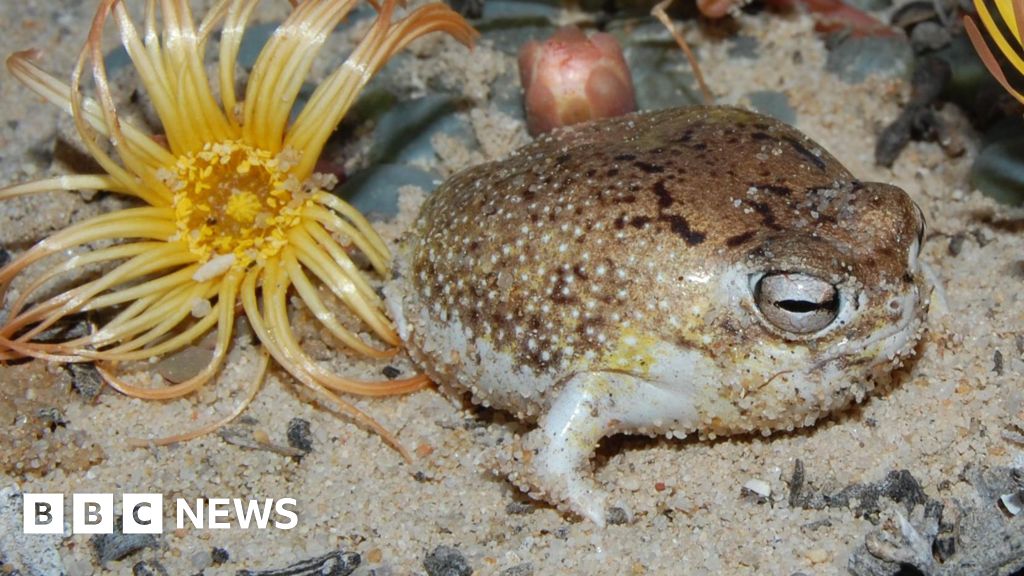 bbc.co.uk - Helen Briggs - Viral squeaky frog is now at risk of extinction