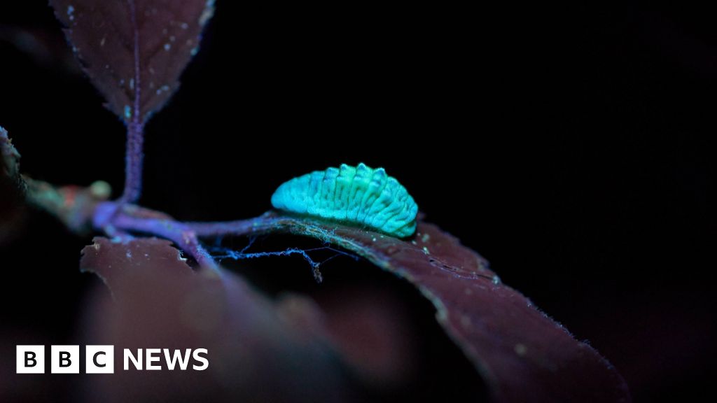 Rare butterfly find drives conservation research