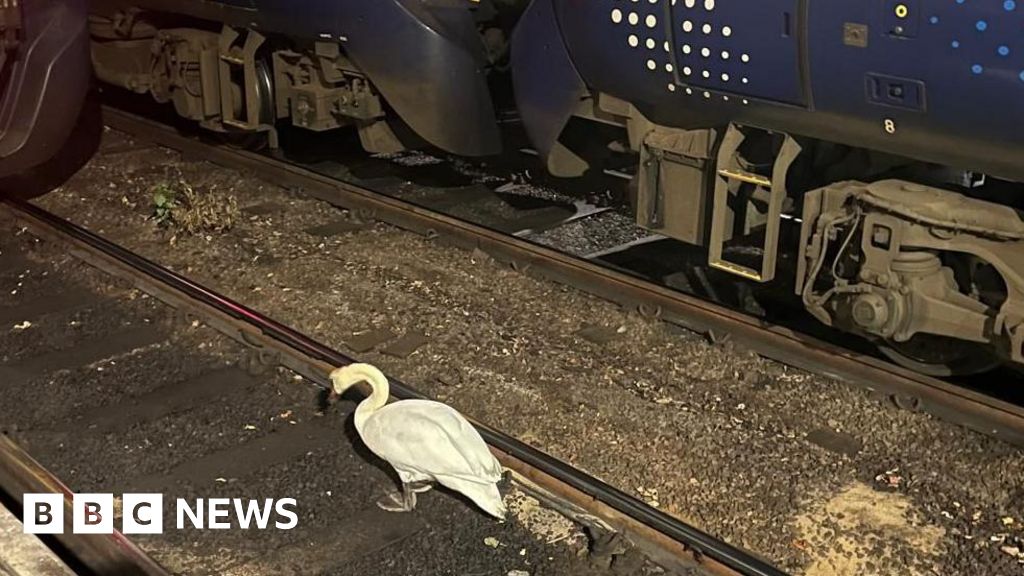 Swan on Tracks Causes Major Disruption at Glasgow Central Station