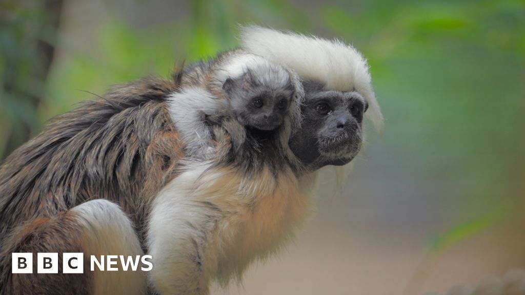 Longleat Safari Park welcomes birth of endangered monkey - BBC News