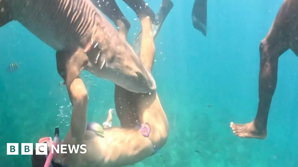 Influencers risk shark bites for viral footage