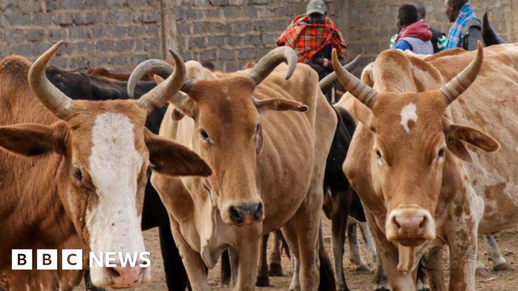 Backlash in Kenya over livestock vaccines and belching cows