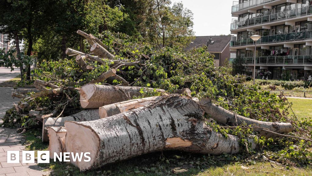 Over 1,400 Protected Trees Felled in England 2019-2024 Amid Subsidence Claims