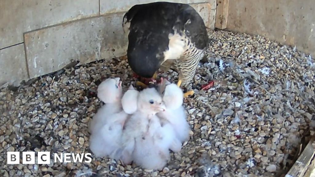 bbc.co.uk - Alex Pope - Higham Ferrers peregrine falcon webcams capture life in the nest