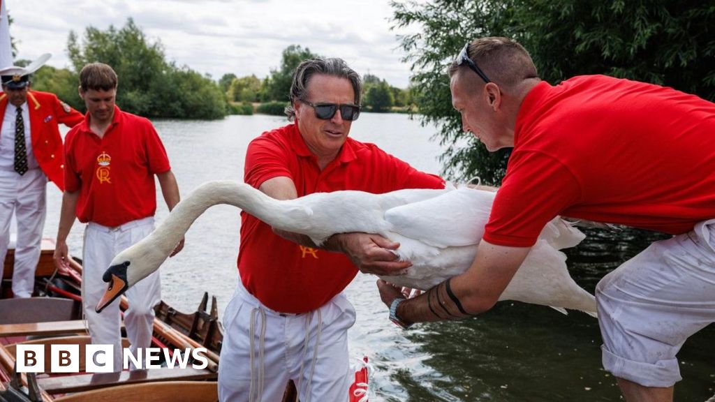 Thames swan census begins as officials hope for recovery despite bird flu