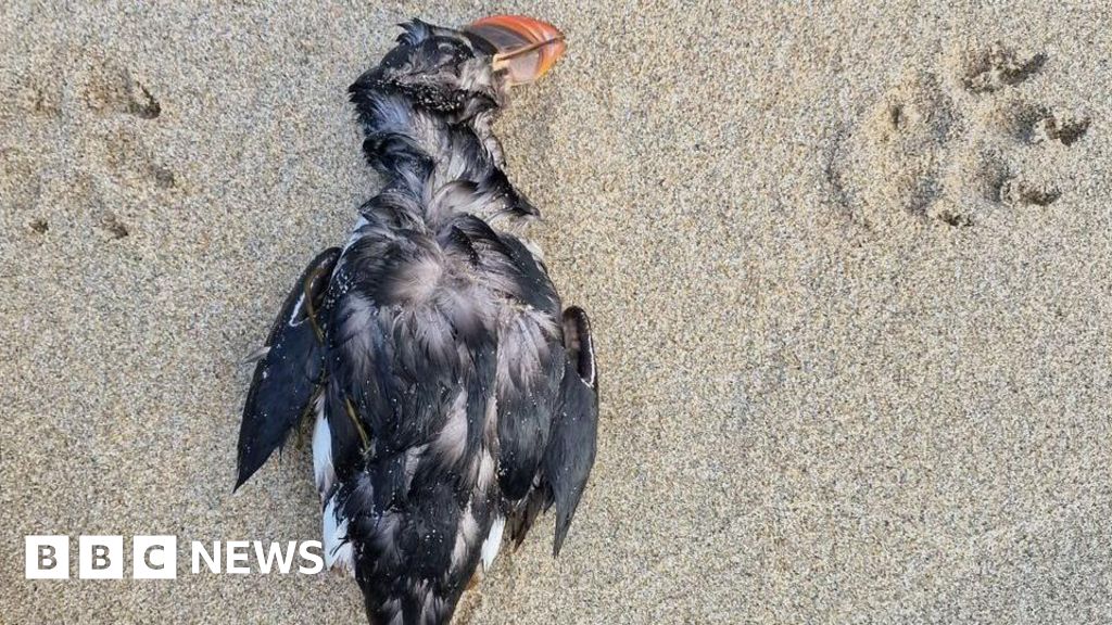 Thousands of puffins starve to death during storms