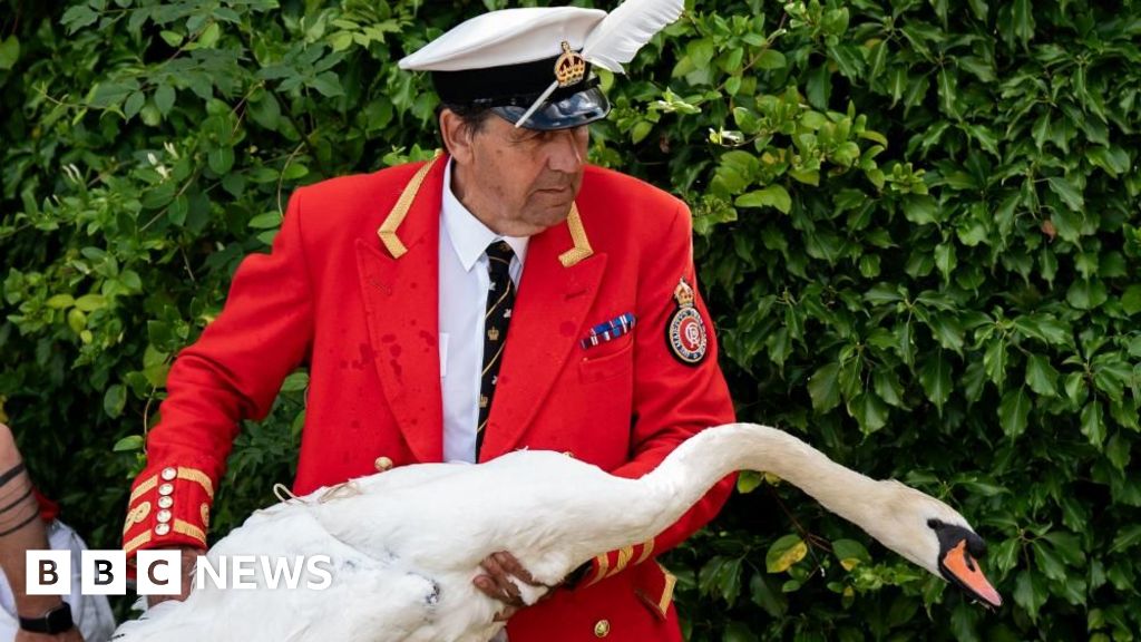 'Swan uppers' hope numbers recover after avian flu