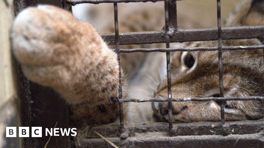 Kent charity Big Cat Sanctuary wants to save lynx from Ukraine war
