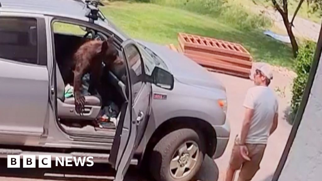 Watch: Man comes face-to-face with bear inside truck