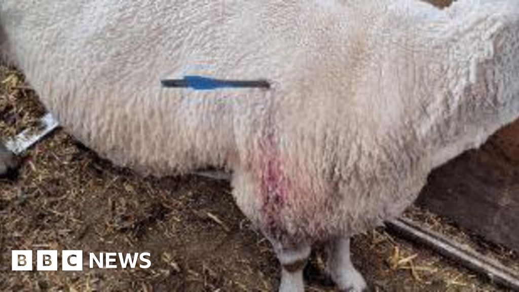 Two Sheep Shot with Crossbow in Doncaster, Police Appeal