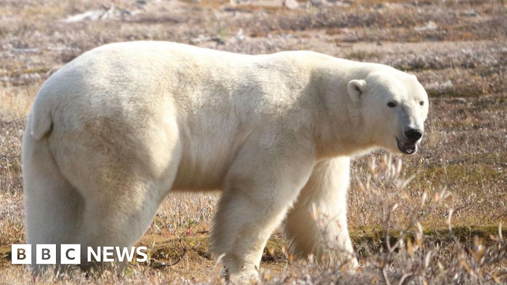 How polar bears' DNA is adapting to warmer climates