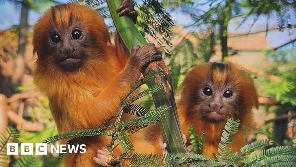 ‘Baby Boom’ sedang berlangsung dengan enam tambahan yang terancam punah