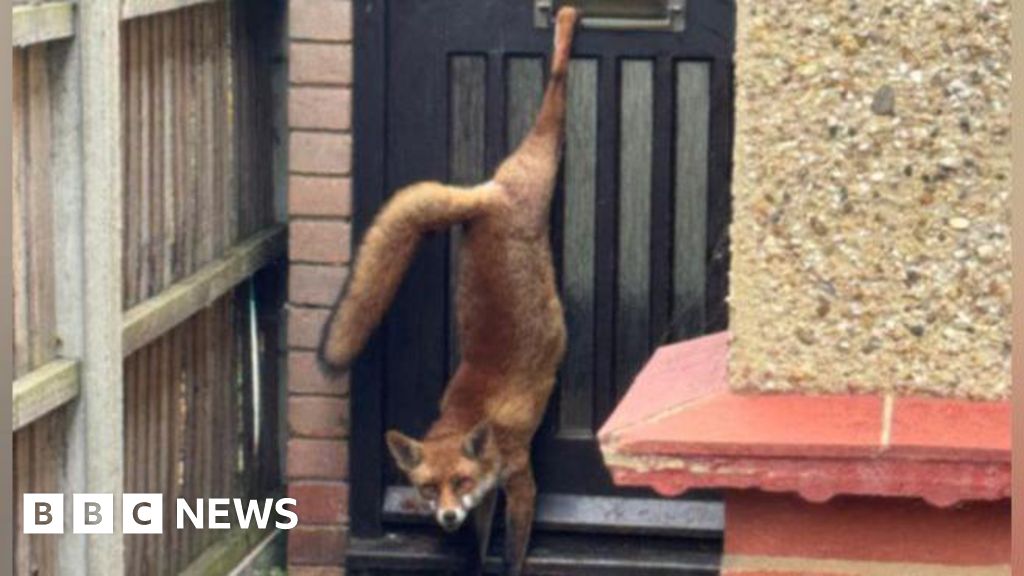 Essex Fox Rescued After Leg Trapped in Letterbox Undergoes Surgery