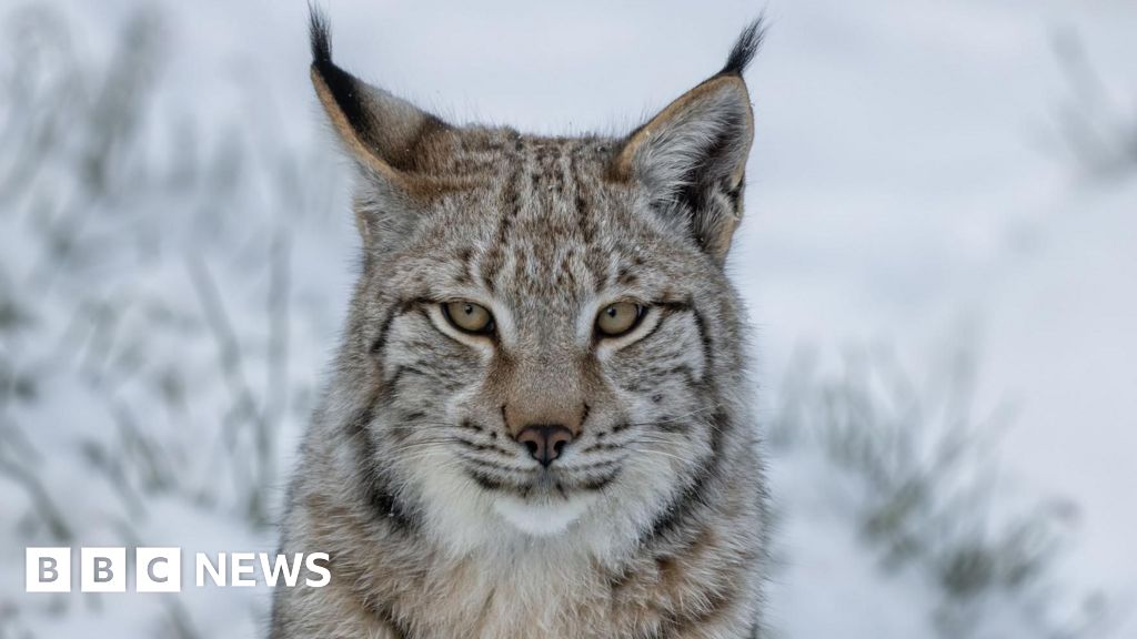 John Swinney mengesampingkan reintroduksi Lynx ke Skotlandia