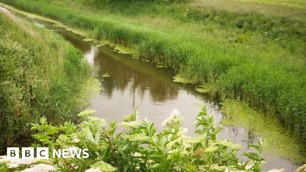 Study aims to improve rare chalk stream's health