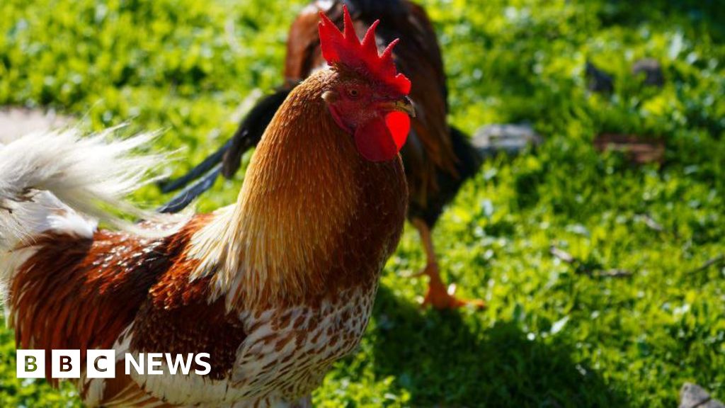 Bird Flu Restrictions Cancel Poultry Events in Northern Ireland, Nevada