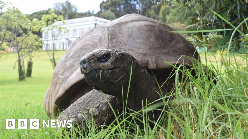 Jonathan the tortoise, world's oldest known land animal, dies aged 193