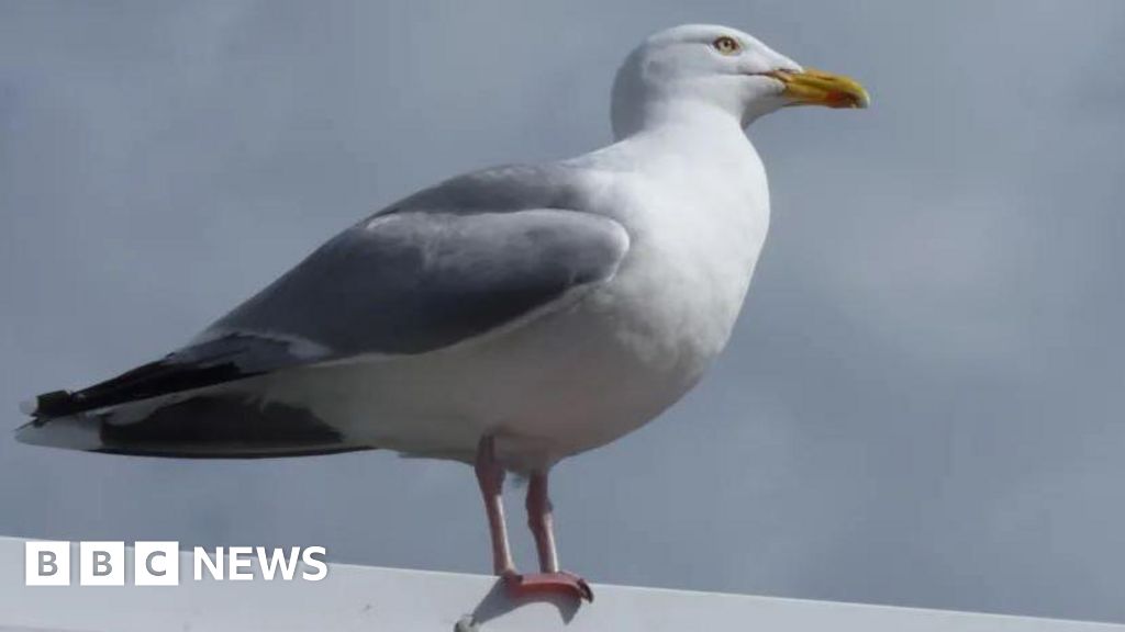 Isle of Man food truck introduces insurance against food theft by seagulls