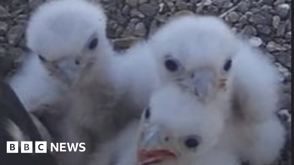 Worcester Cathedral's Peregrine Chicks Found Poisoned in Alarming Discovery