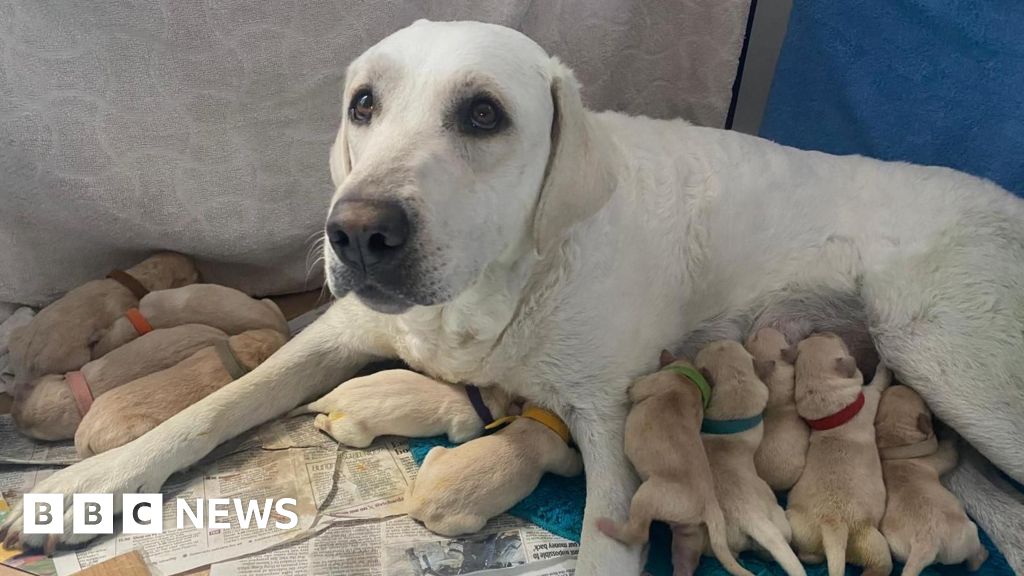 Pet sitters help dog deliver 14 pups as owner away