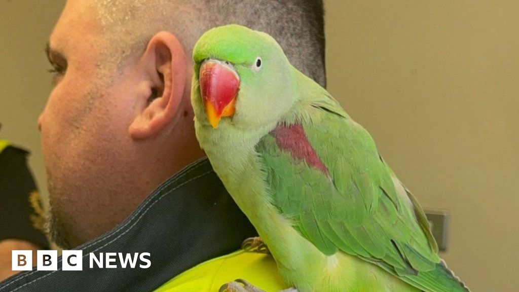 Dublin Airport parrot reunited with owner after search