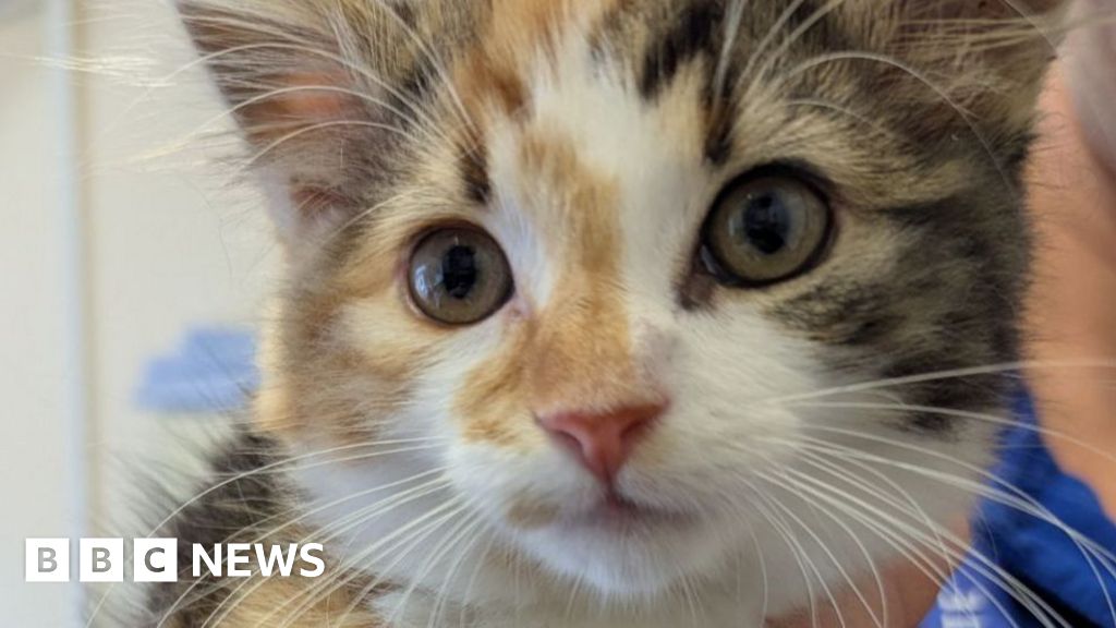Kitten rescued from locked bag thrown over fence