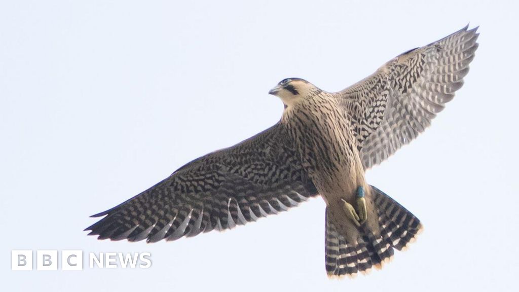 Falcon Fledged From Salisbury Spotted On The Coast Of Guernsey - Bbc News