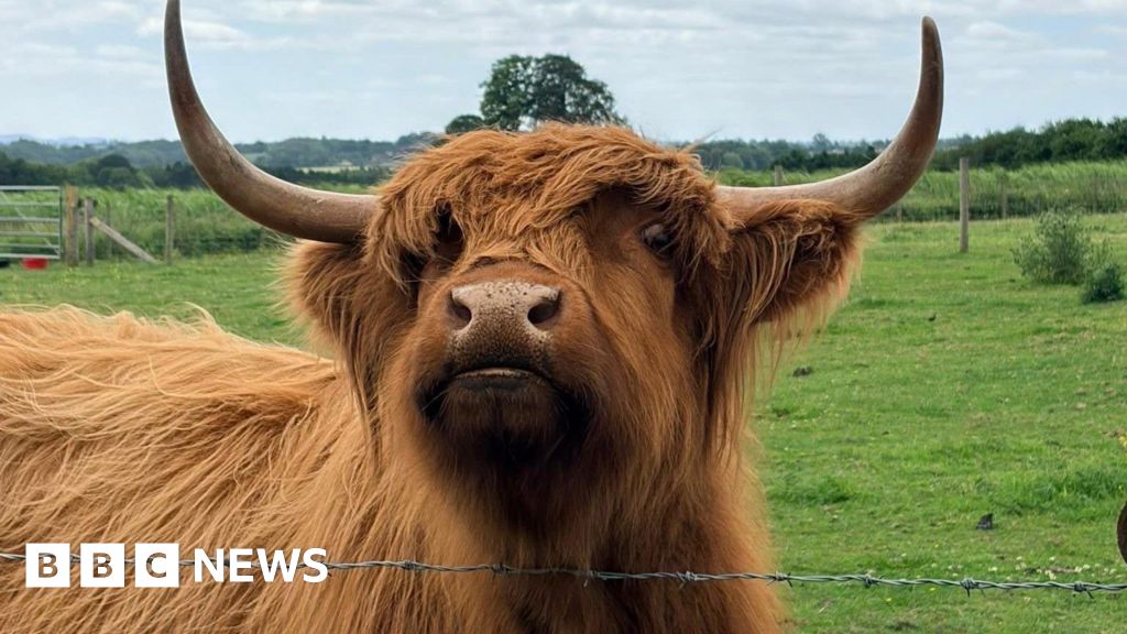 bbc.co.uk - Chloe Hughes - How Highland Cows are giving a Shropshire family farm a boost