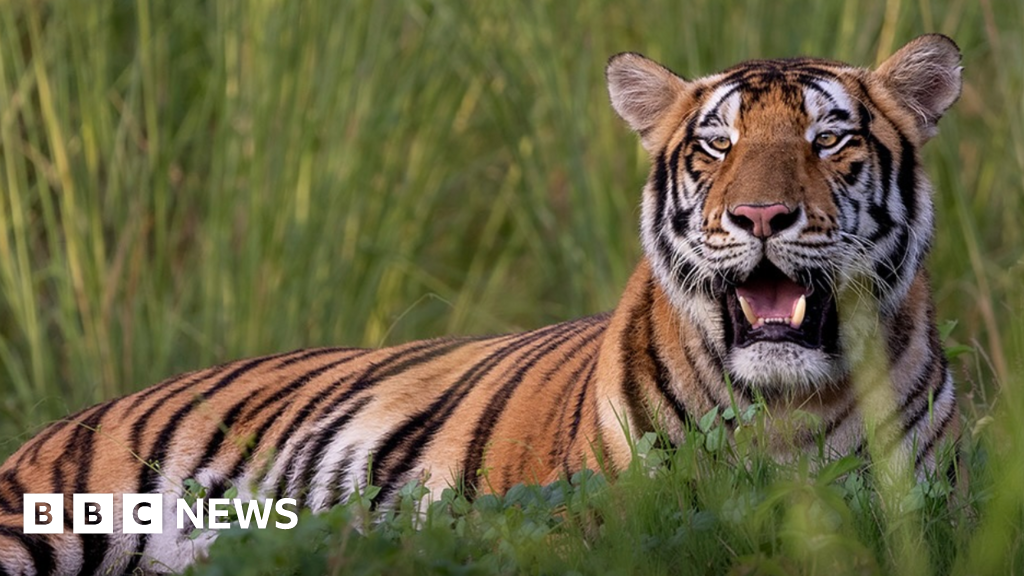 Vast private zoo run by son of Indias richest man faces inquiry