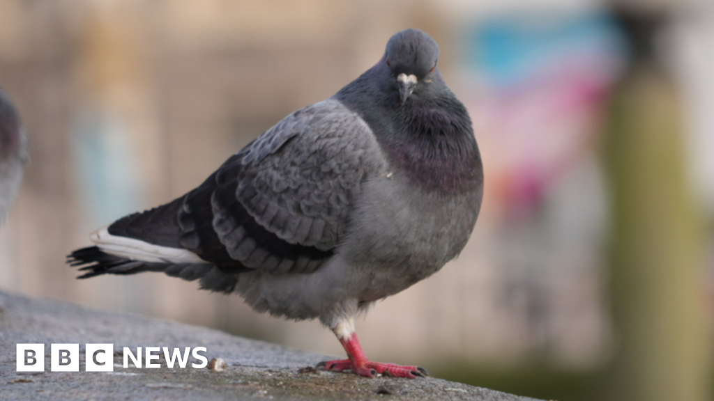 Market's pigeons 'will not be fed contraceptives'