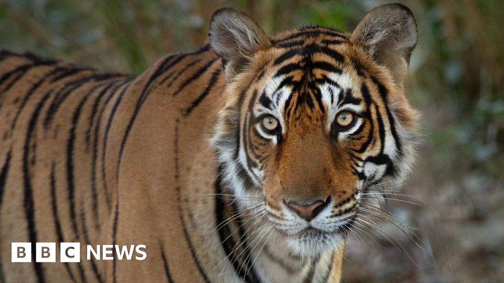 Arrowhead: Remembering India’s iconic crocodile-hunting tigress