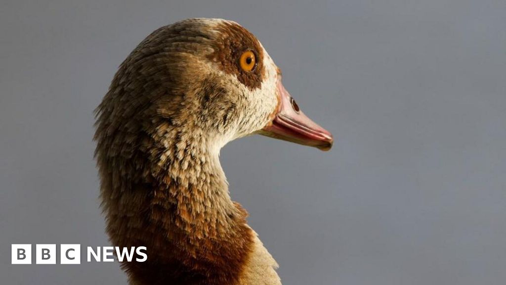 Our favourite images of the week from Kent - BBC News