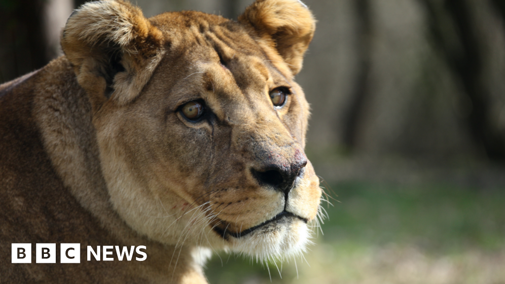 Trainee was locked in with lions at Belfast Zoo