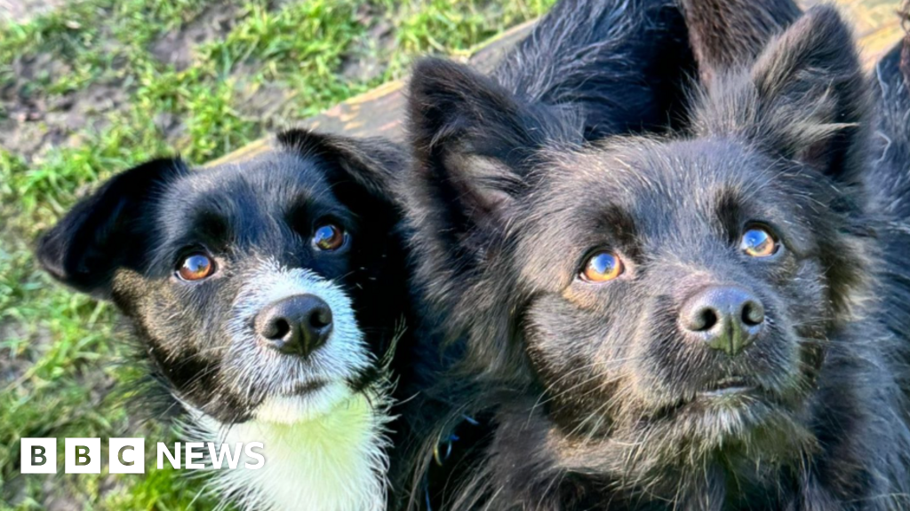 Terrified dogs found abandoned at Sutton Bridge lighthouse