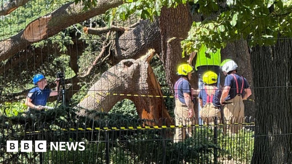 Tree that killed child was propped up for decades