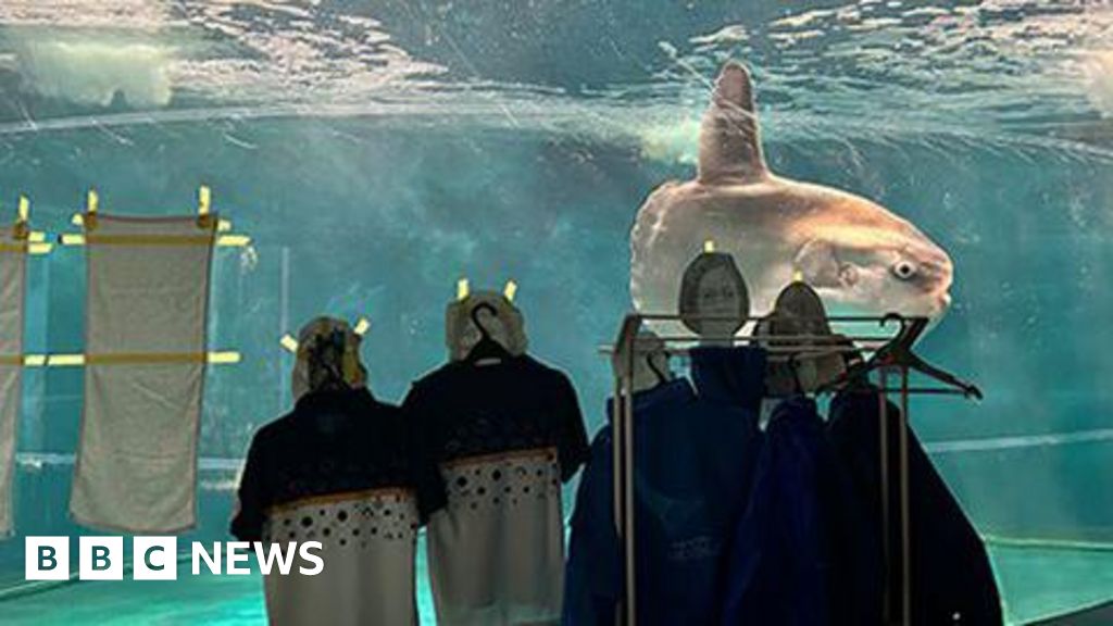 Aquarium sticks human photos on tank for ‘lonely’ sunfish