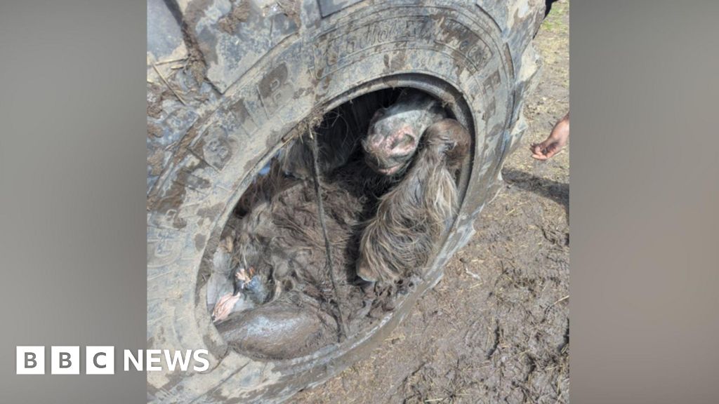 Pony freed from tractor tyre after dramatic farm rescue