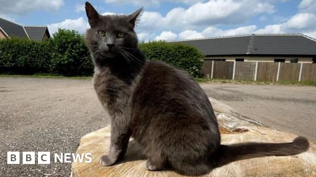 Harry, a grey cat, sitting on a tree stump