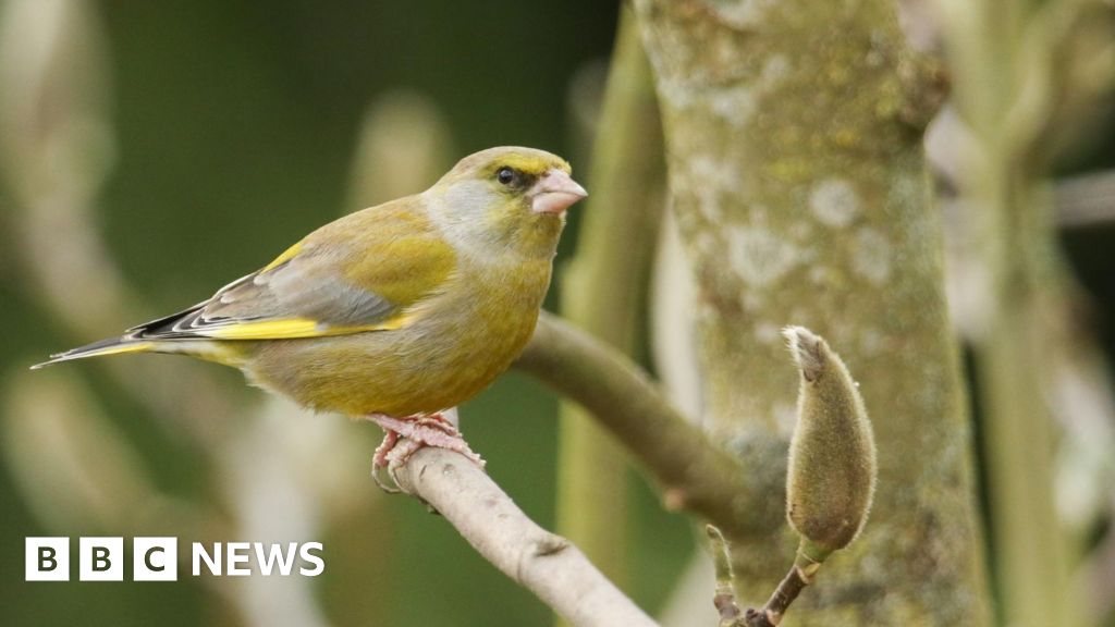 Surrey's blue tit bucks national trend in bird study
