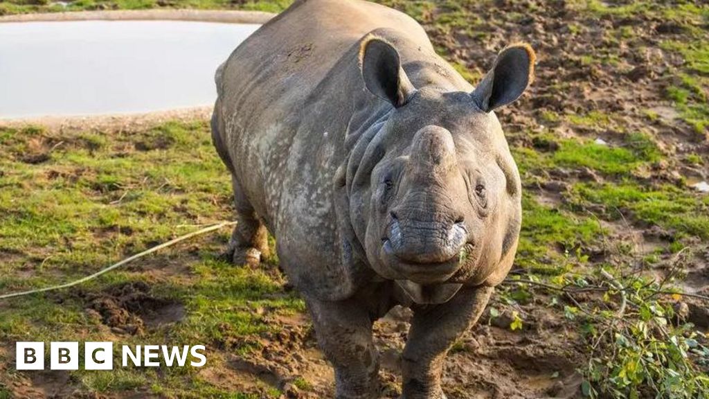 Whipsnade rhino dies after pair receive ultrasound cancer scan