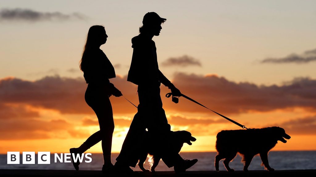Brazil changes laws allowing separated couples joint custody over pets