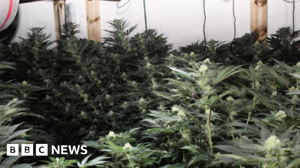 bbc.co.uk - Man caught by sniffer dog behind fake wall jailed on cannabis farm