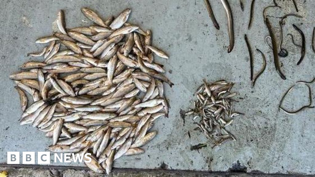 Donegal: Investigations under way after Skeoge river fish kill
